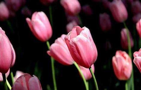 盆栽郁金香怎么养？