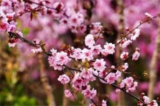 榆叶梅和美人梅的区别? 四种方法区分两者不同