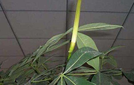 发财树会开花吗？