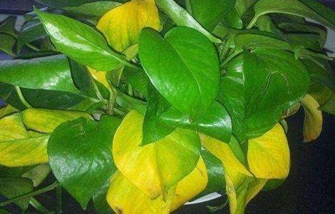 冬天绿萝叶子发黄原因及解决多久？