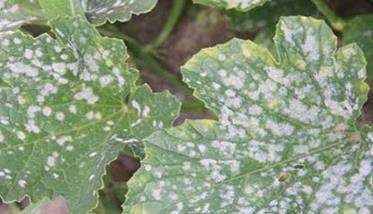 甜瓜白粉病的防治方法 甜瓜白粉病用什么药