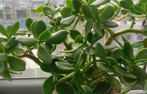 燕子掌有没有毒