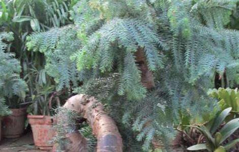 盆栽澳洲杉怎么养？