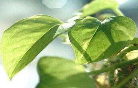 冬天绿萝叶子发黄原因及解决多久？