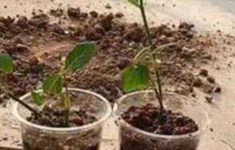 一品红的繁殖多久?