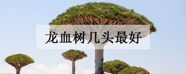 龙血树几头最好 一盆几颗最合适
