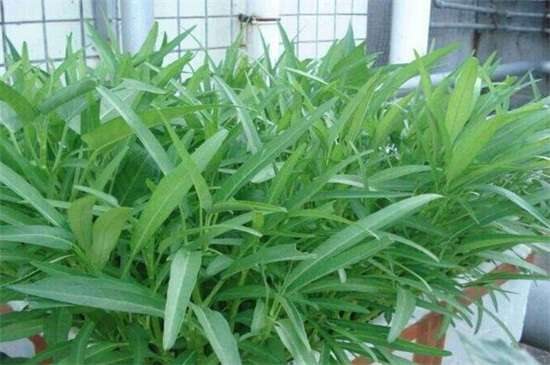 空心菜品种哪种好 竹叶空心菜产量高口质脆味浓