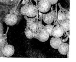 龙眼的营养价值