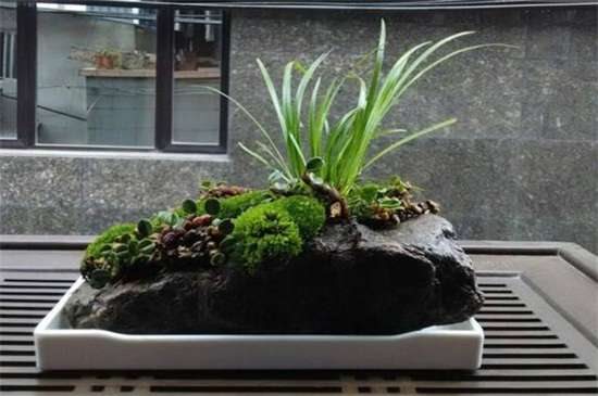 花菖蒲养殖方法及注意事项