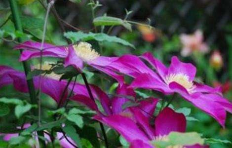 铁线莲的养殖多久?