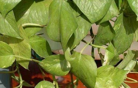 水培绿萝的养殖方法和注意事项