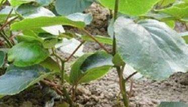 猕猴桃的育苗方法 猕猴桃育苗技术要点