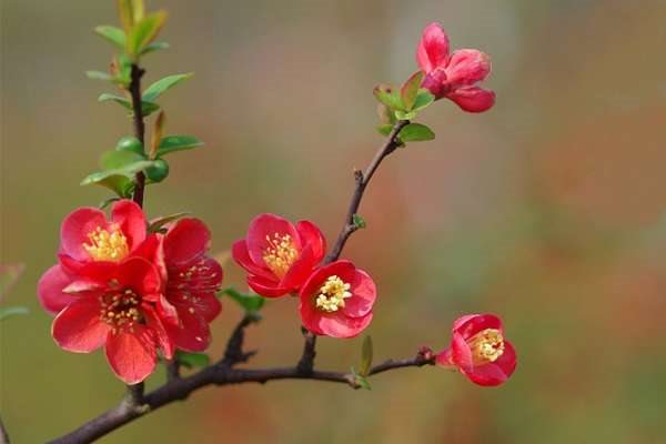 海棠叶子掉光了是怎么回事 是哪些原因造成的