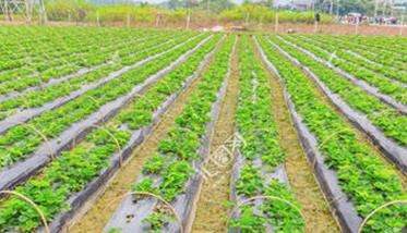 草莓种植技术要点与具体种植步骤