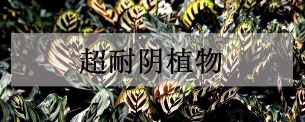 超耐阴植物的植物有哪些？