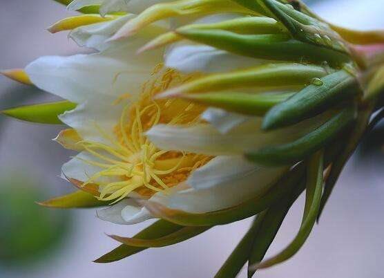 霸王花不能和什么同食 霸王花与什么相克(没有)