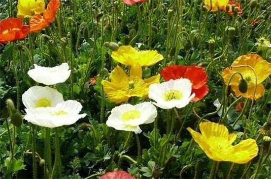 花菱草的养殖方法和注意事项 使土壤微湿光照养护