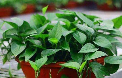 水培绿萝的养殖方法和注意事项