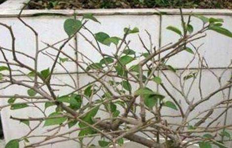 三角梅不开花怎么办？