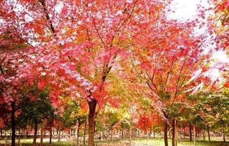 鸡爪槭的栽培技术