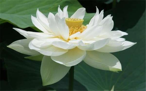 水生植物冬季怎么管理 养护要点有哪些？