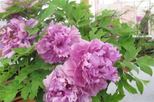 牡丹花种植需要多大的盆 如何养护