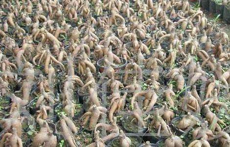 榕树盆景的养殖多久？