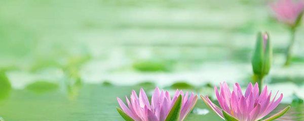 水培碗莲的种植多久?