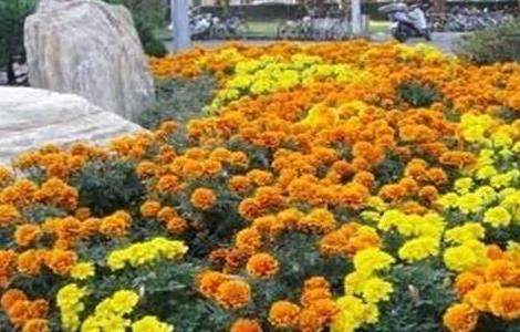 孔雀草简介及常见问题