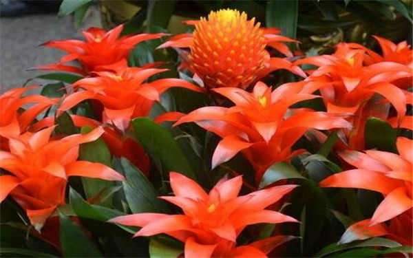 鸿运当头花怎么养 方法是什么？