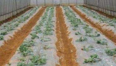 西瓜怎样育苗？西瓜苗浇水后为什么容易死亡