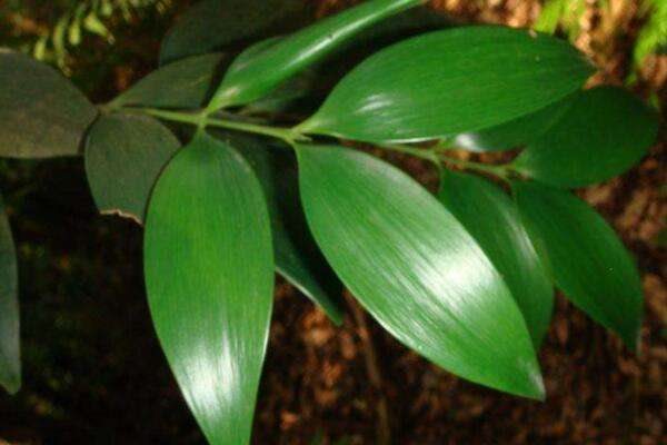 竹柏叶子干枯怎么回事