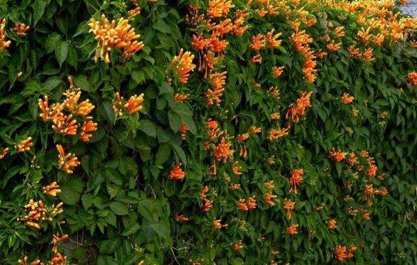 炮仗花有毒吗 不仅无毒还有药用价值