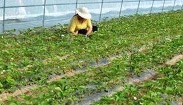 草莓可以用除草剂吗?草莓地用什么除草剂较好