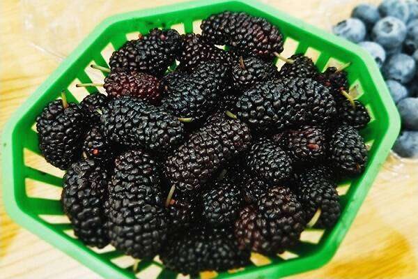 桑葚的功效与作用及营养价值是什么？