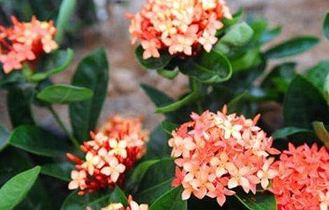 龙船花养殖注意什么？