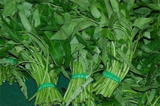 空心菜品种哪种好 竹叶空心菜产量高口质脆味浓