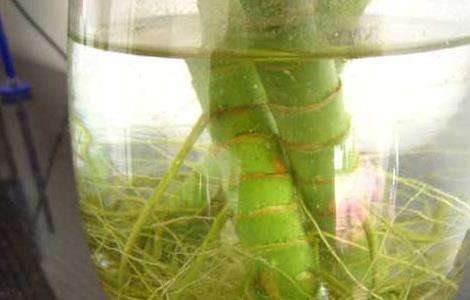 观音竹叶子发黄怎么办？