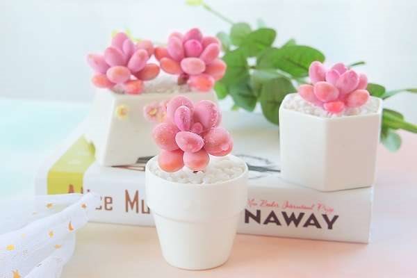 室内多肉如何上色 要满足哪些条件