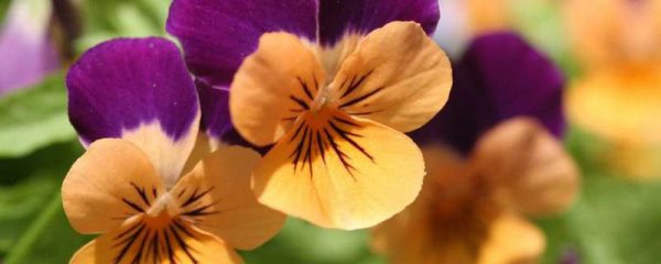 三色堇会结种子吗？