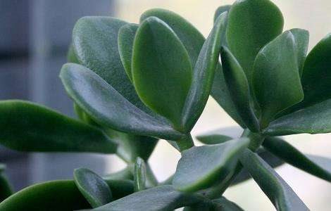 燕子掌有没有毒