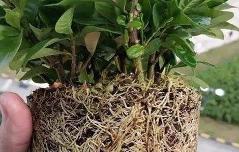 栀子花换盆方法 栀子花换盆注意事项