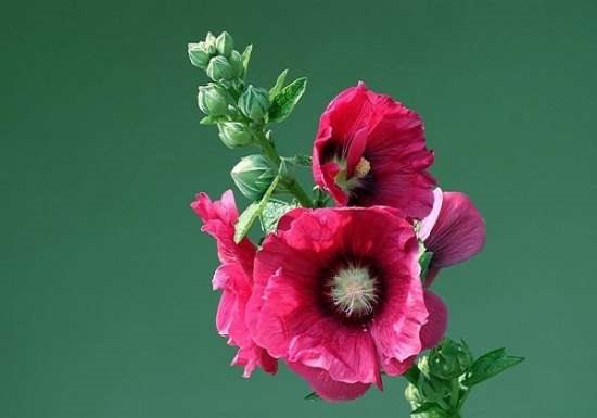 蜀葵什么时候开花:花色有紫、粉、红、白等 花期6月至8月。