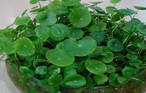 铜钱草放鱼缸里怎么养