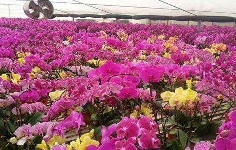 蝴蝶兰养殖多久？