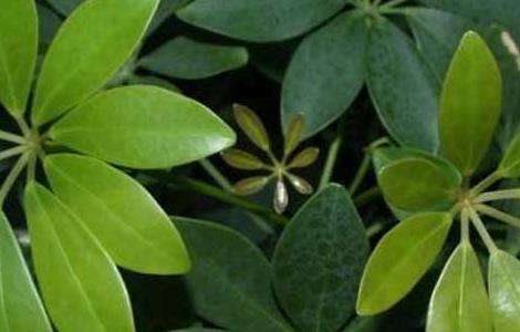 发财树的修剪多久？