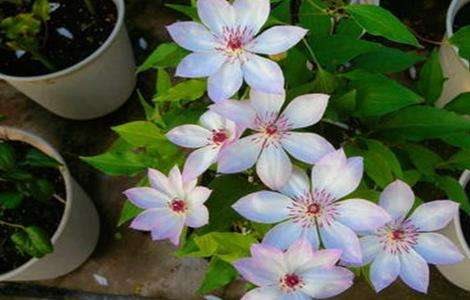 铁线莲的养殖多久?