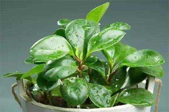 啤酒可以代替营养液吗 啤酒养花更简单