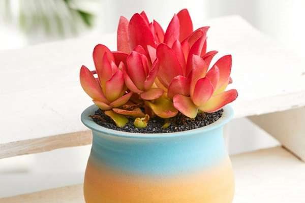 室内多肉如何上色 要满足哪些条件