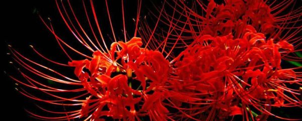 彼岸花是什么季节开的